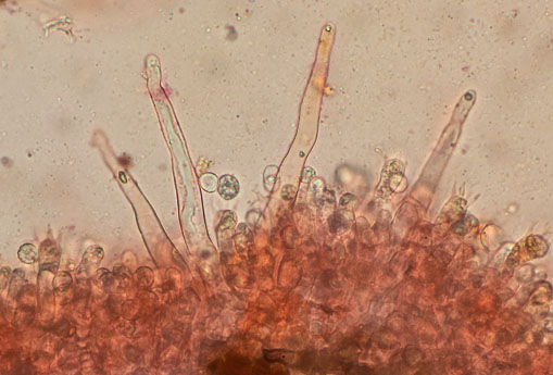 Hypochnicium albostramineum